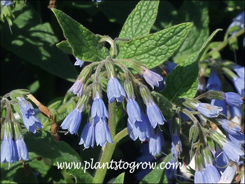Beautiful blue tubular flowers. (May 16)